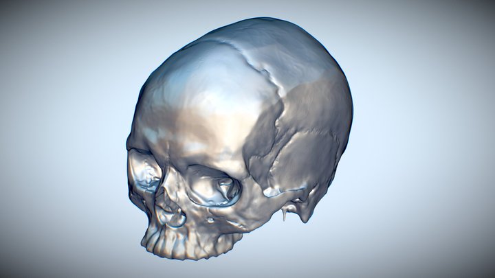 Skull head 3D Model