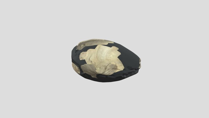 Veneridae 3D Model