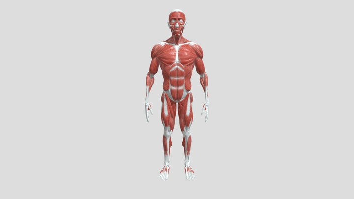 Humananatomy 3D models - Sketchfab
