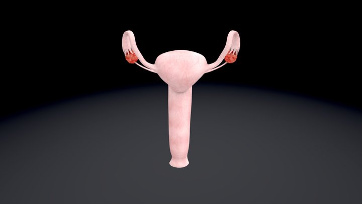 Female Reproductive Organs- Whole 3D Model