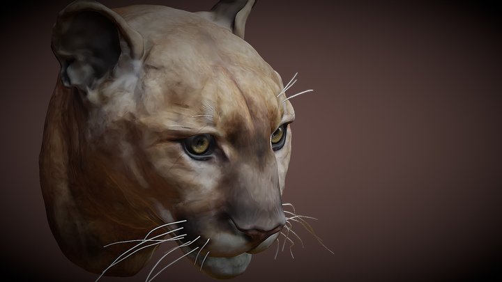 Mountain Lion 3D Model