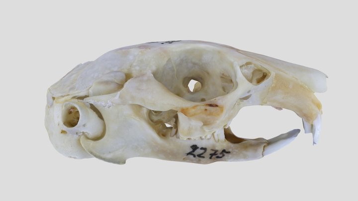 UWYMV:Mamm:2275, Ochotona collaris, Skull – Free 3D Model STL