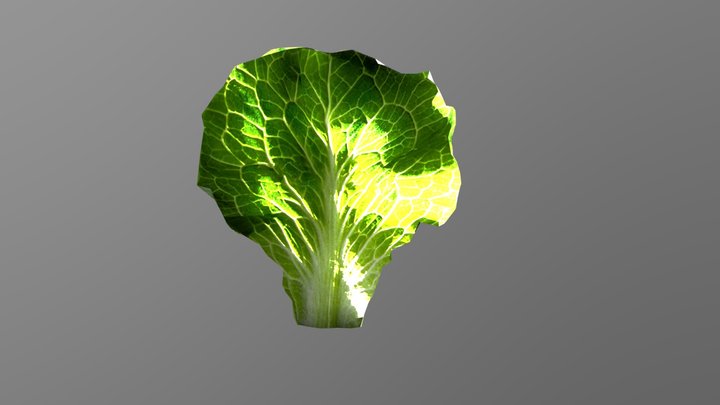 lattuce salad 3D Model