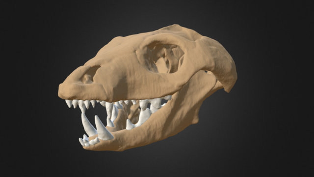 Probelesodon sanjuanensis 3D Model