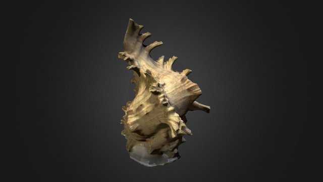 Seashell 3D Model