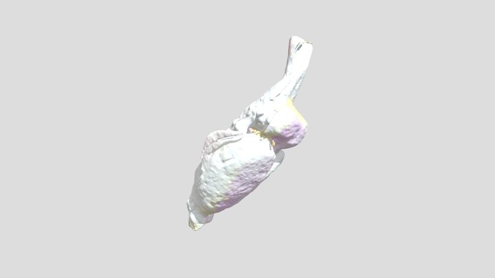 Cerebro Ratón 3D Model