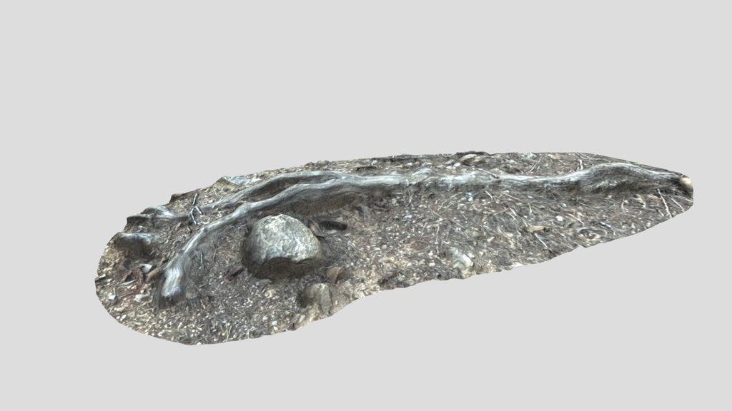 Photogrametry Scan of a pine tree root