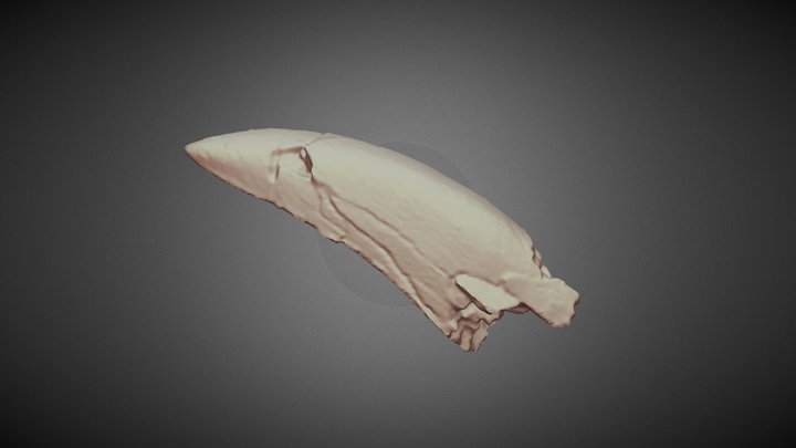 Replica del diente de dinosaurio MCNA 10082 3D Model