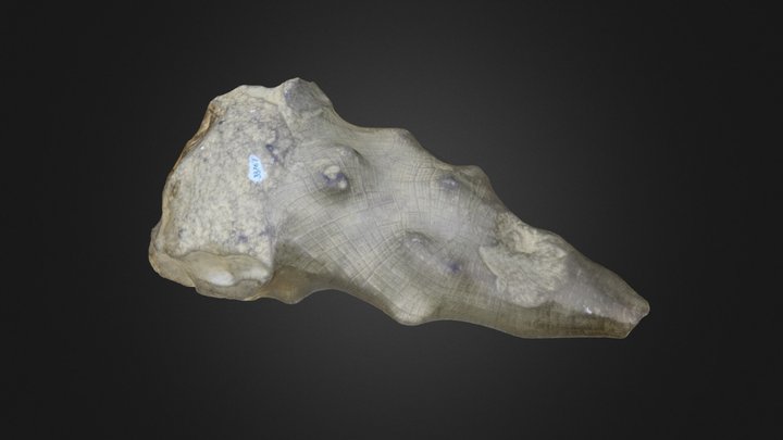 Sponge: Hydnoceras tuberosum (PRI 76741) – Gratis 3D-model STL