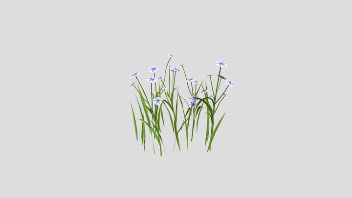 Blue Eyed Grass Wild Flower – Free 3D Model STL