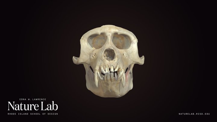 Macaque Skull