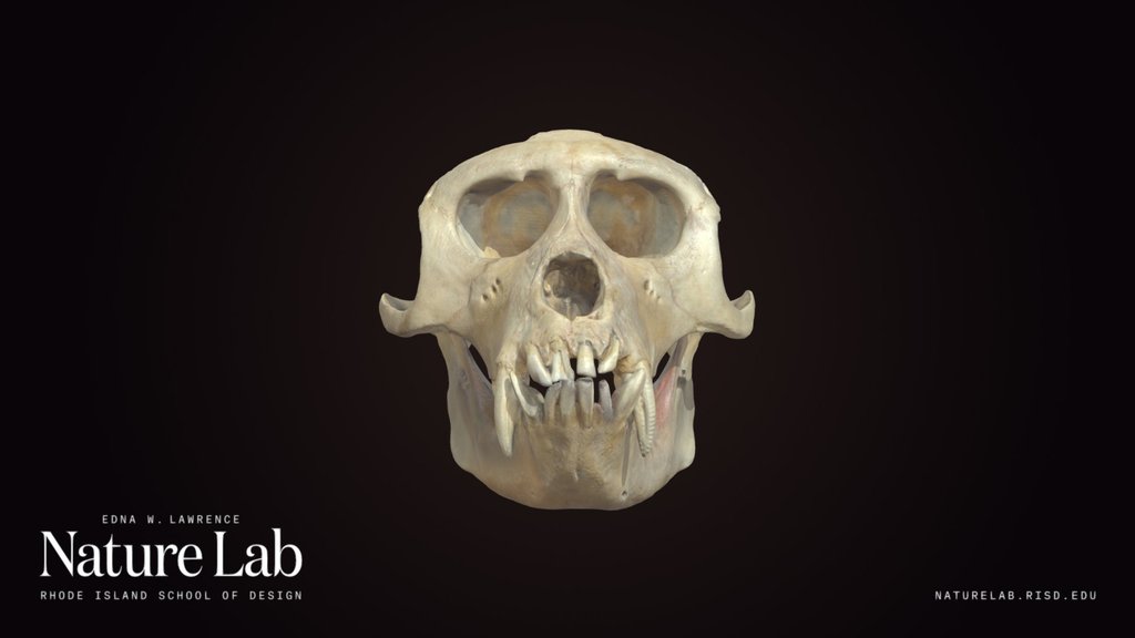 Macaque Skull