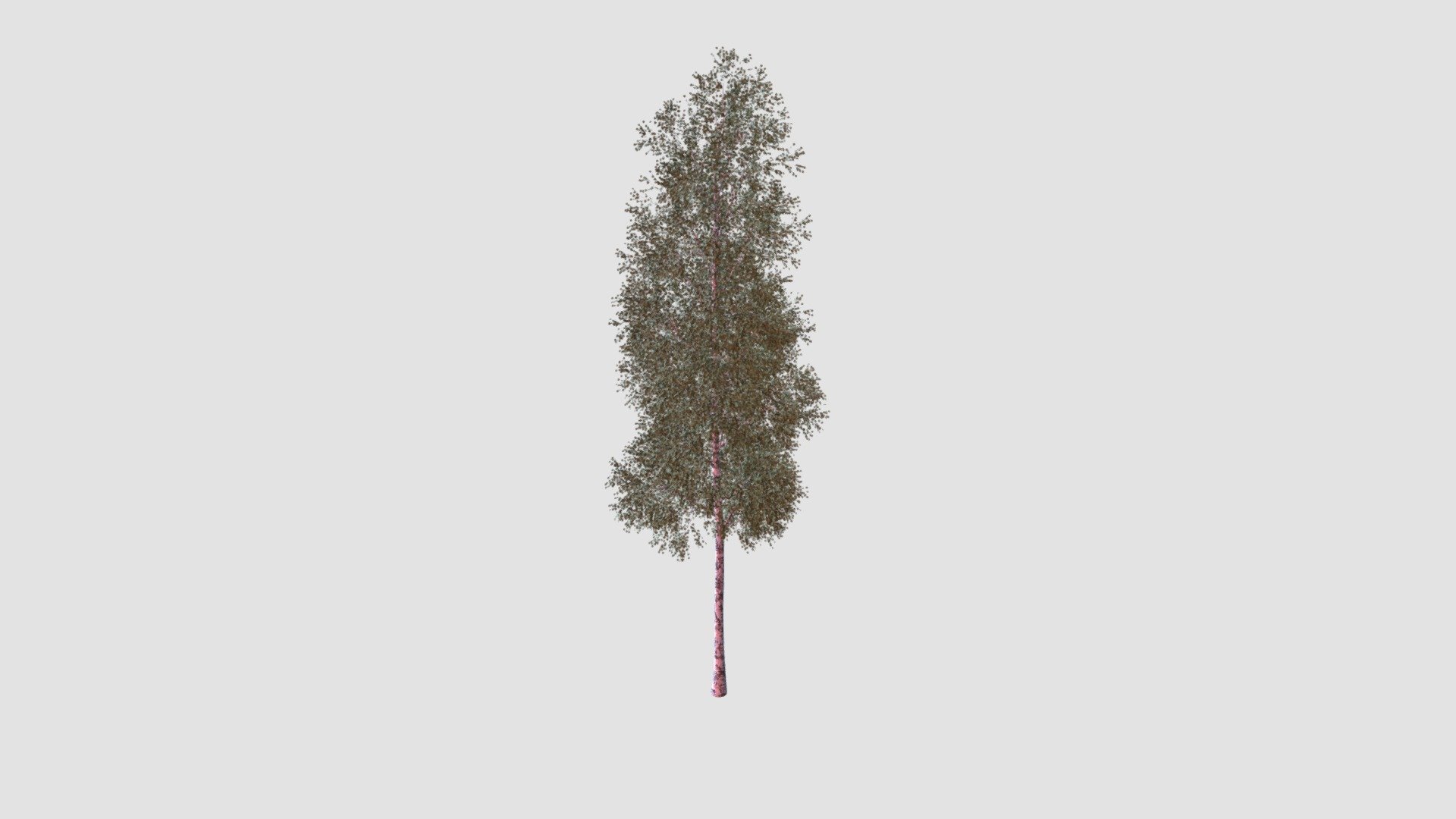 tree - Buy Royalty Free 3D model by Evermotion [a779628] - Sketchfab Store