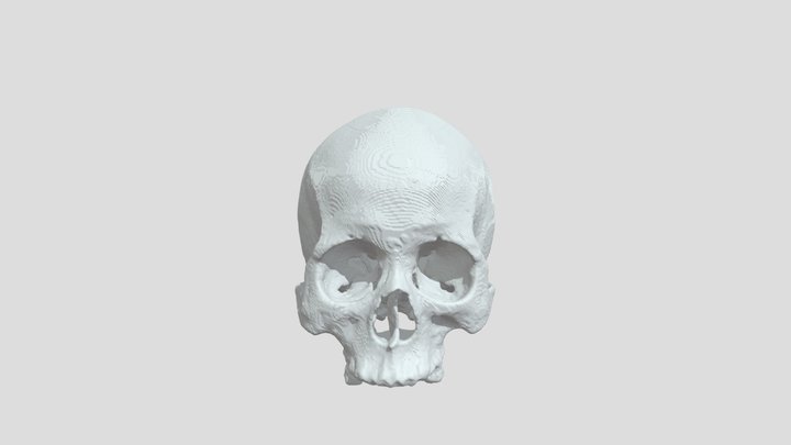 Модель черепа. 3D Model