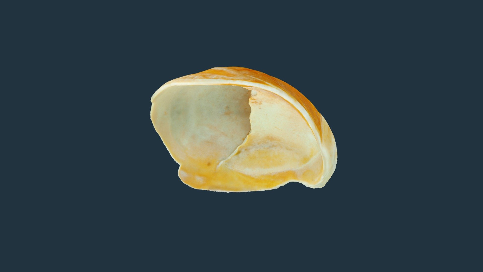 Crepidula fornicata
