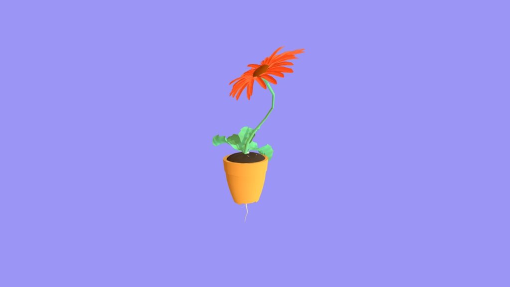 Gerbera
