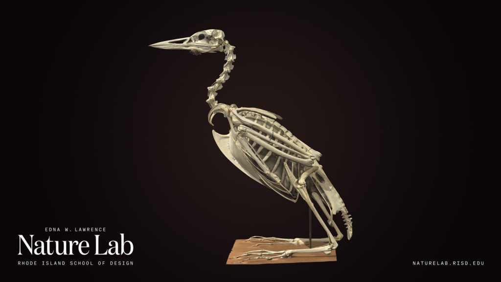 Mounted Loon Skeleton