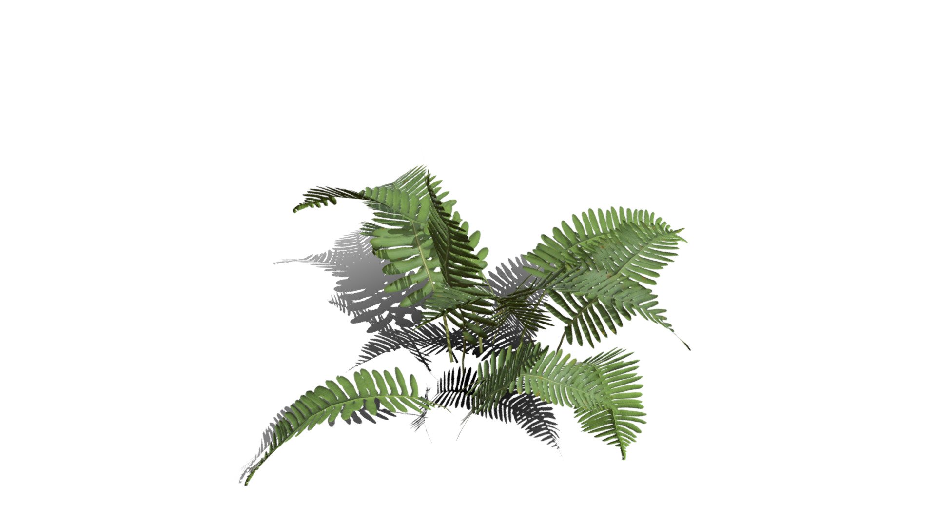 Realistic HD Common polypody fern (27/55) - Buy Royalty Free 3D model ...