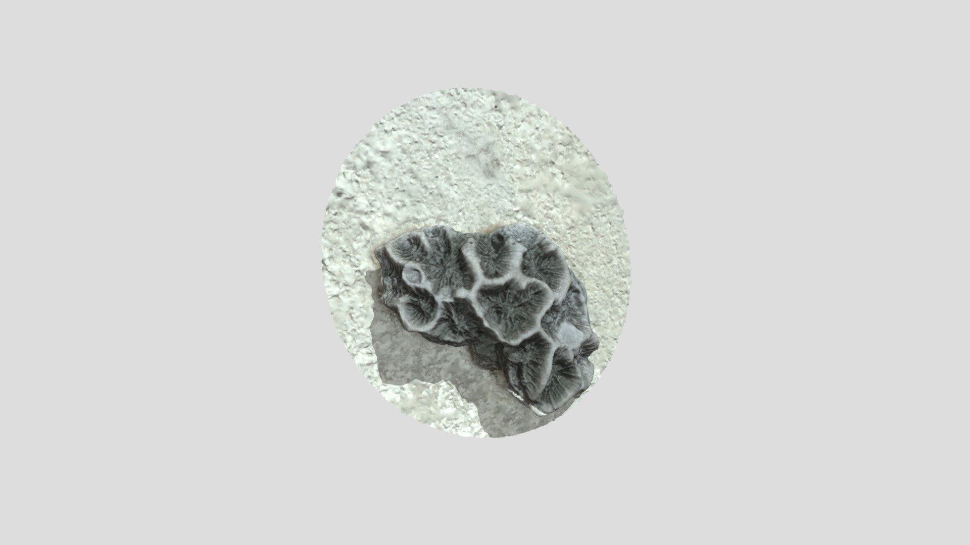 Moluscs