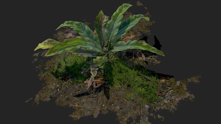 Small Plant 3D Model