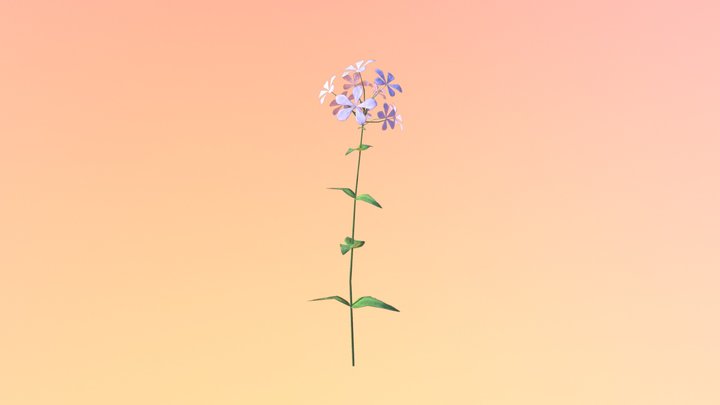 Wild Blue Phlox (Phlox divaricata) 3D Model