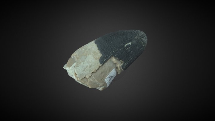 Machimosaurus hugii, Tooth 3D Model
