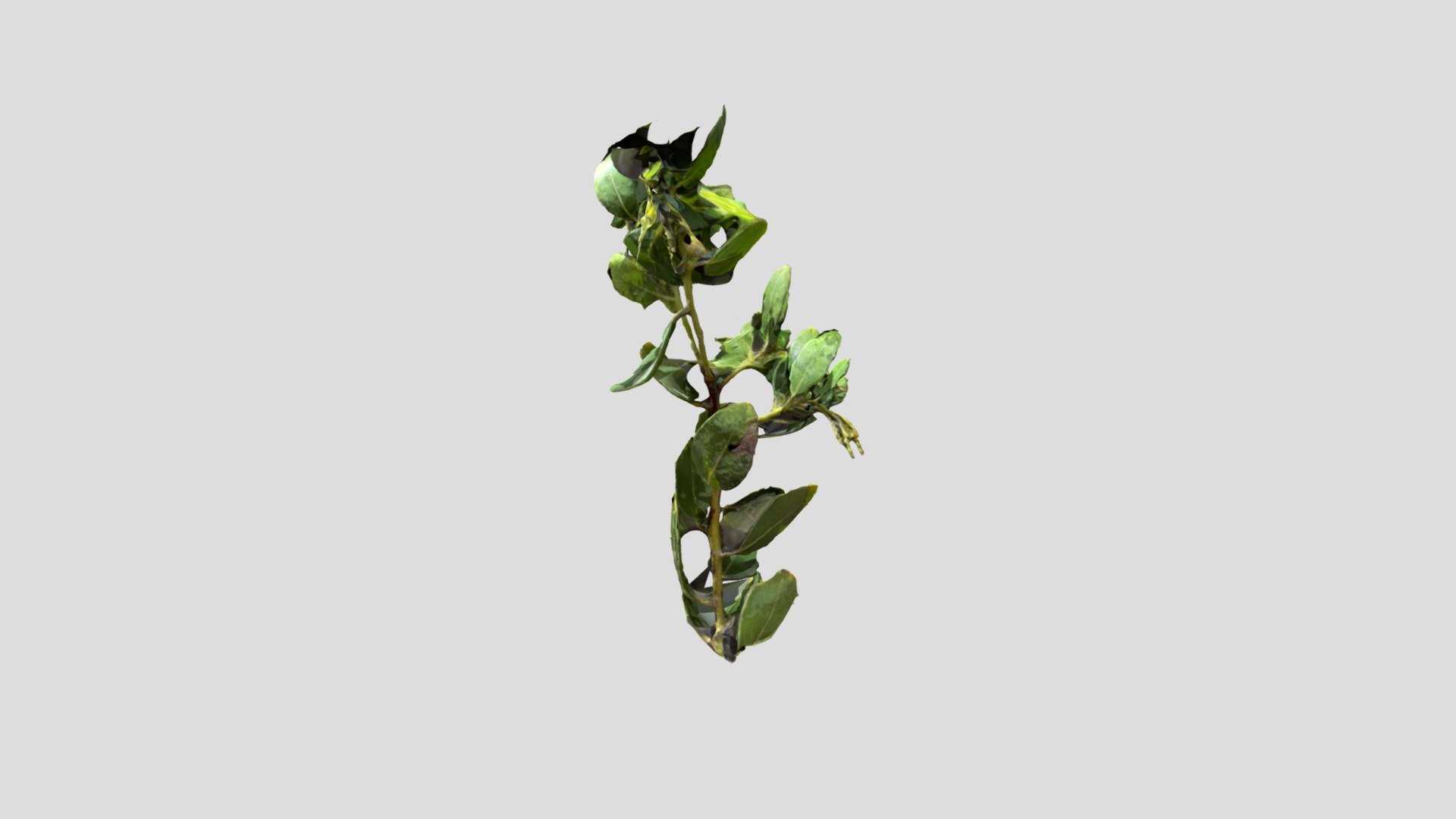 poly (2) - 3D model by ryannikravesh [a78a452] - Sketchfab