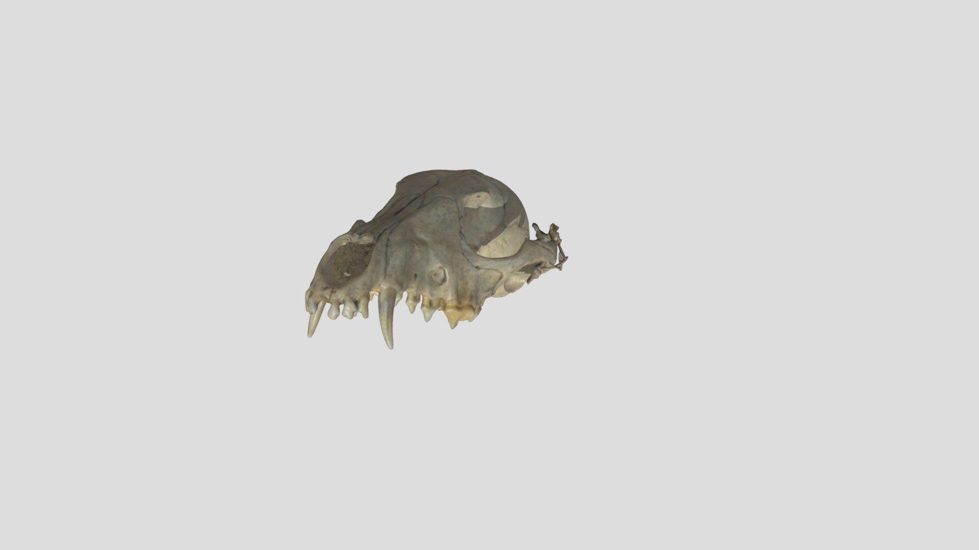 Lupulella mesomelas — Sketchfab embed 3D viewer