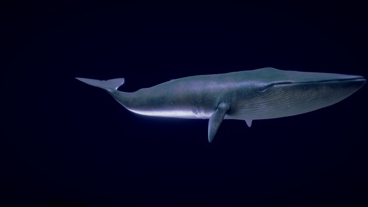 Blue whale