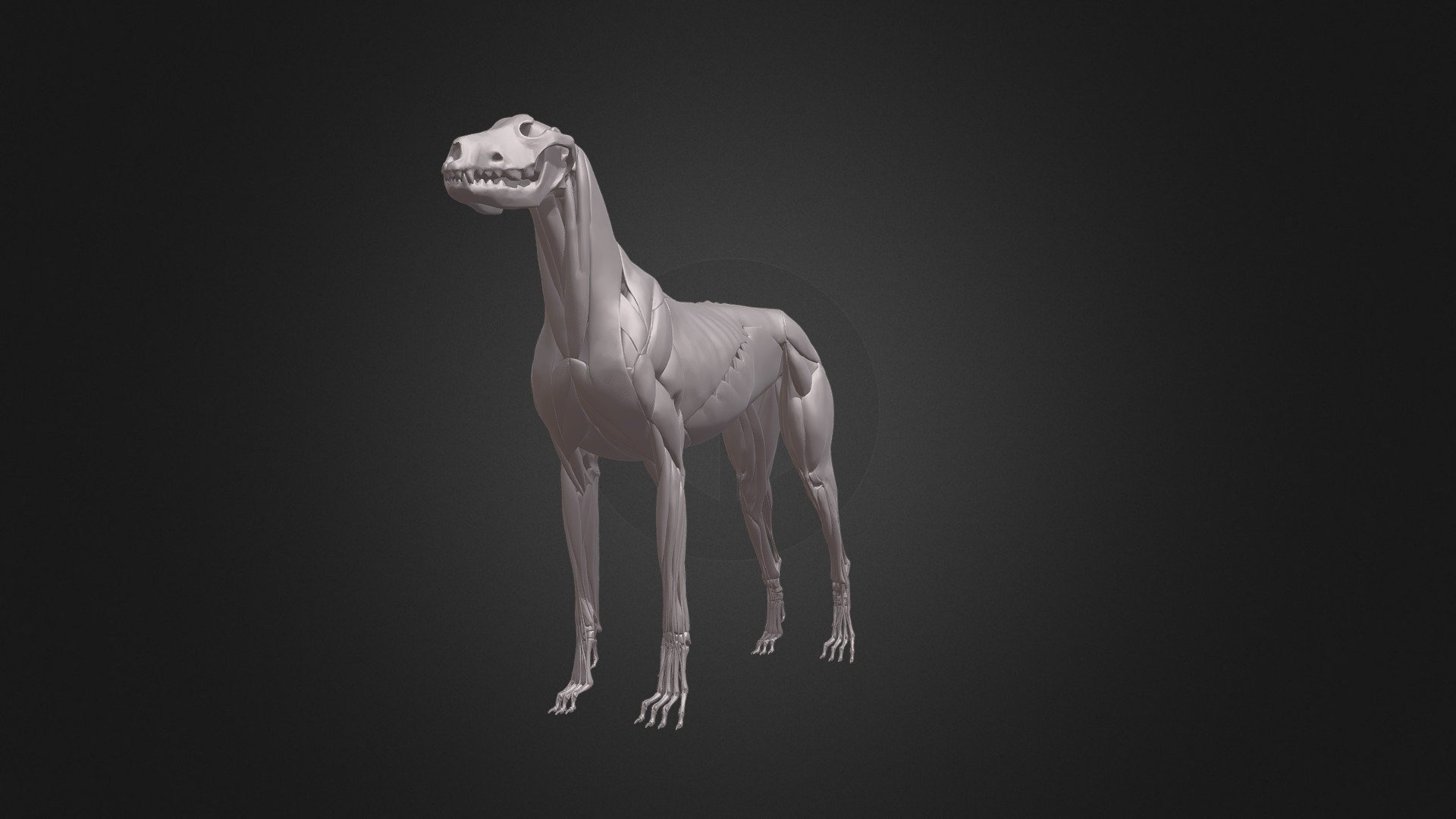 DOG ANATOMY - 3D model by zorrenhimself (@zorrenhimself) [a79b90c]