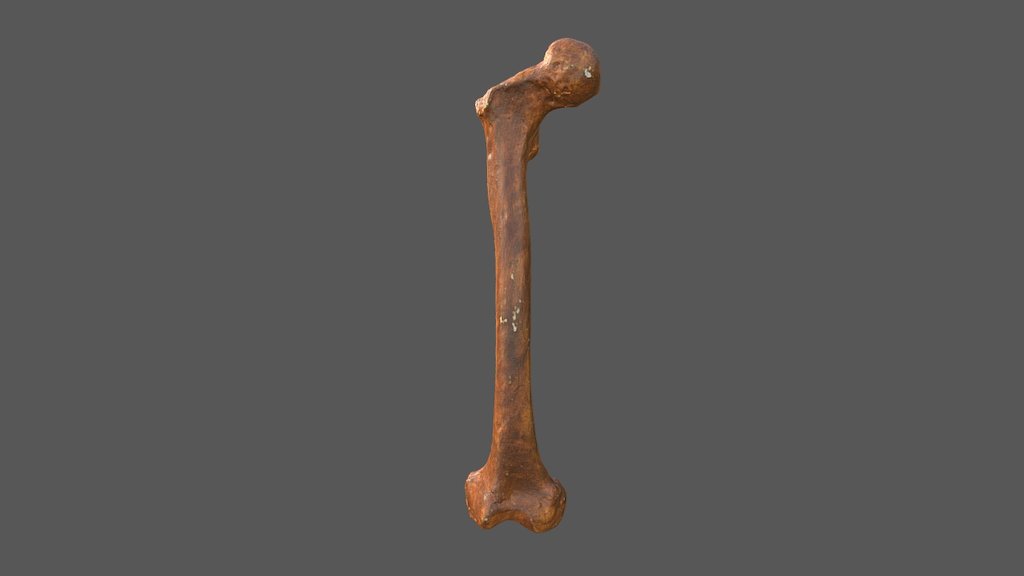 Neanderthal Femur with Texture