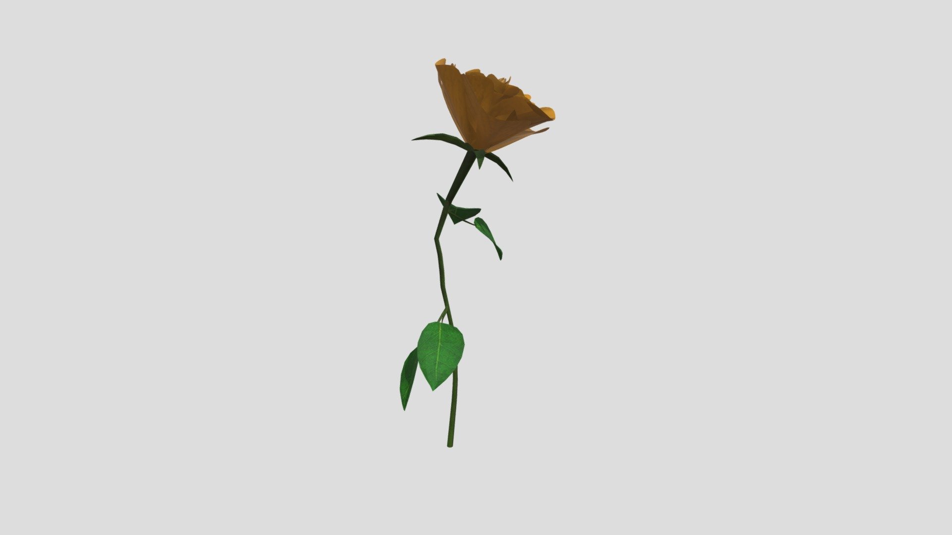 Single flower / Rose yellow