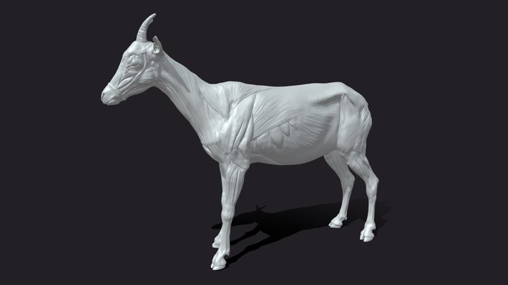 SA Anatomy (@saanatomy) - Sketchfab