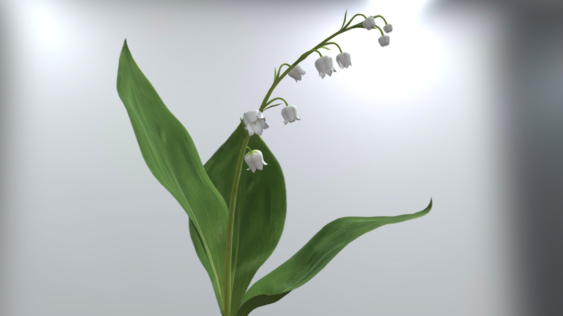 Lily of the Valley with animation - Buy Royalty Free 3D model by PATH ...
