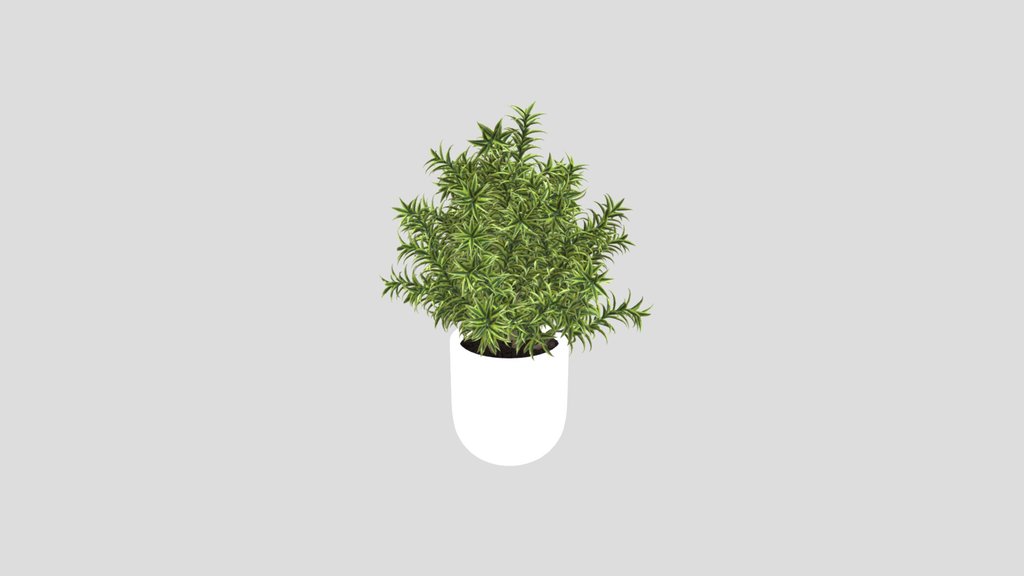 Indoor Plant