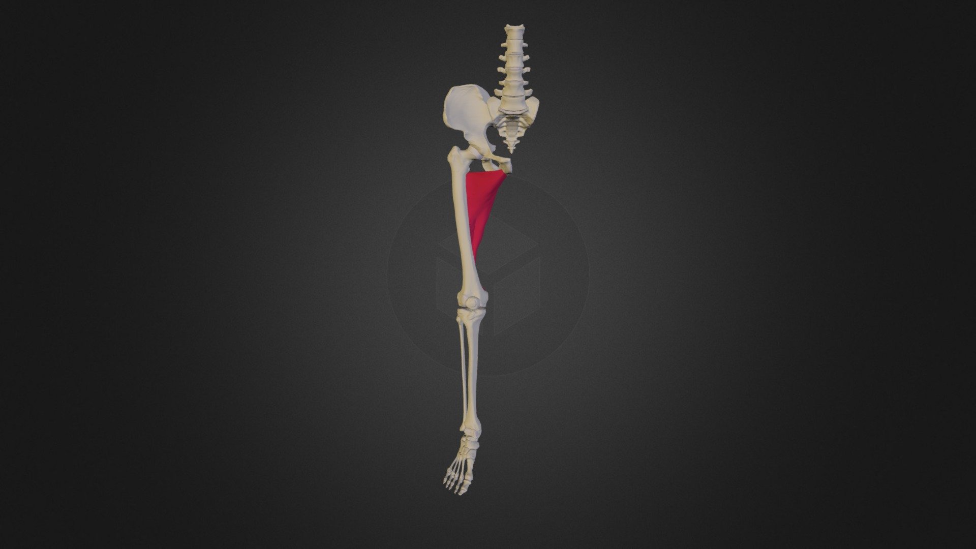 25 Adductor Canal Images, Stock Photos, 3D objects, & Vectors