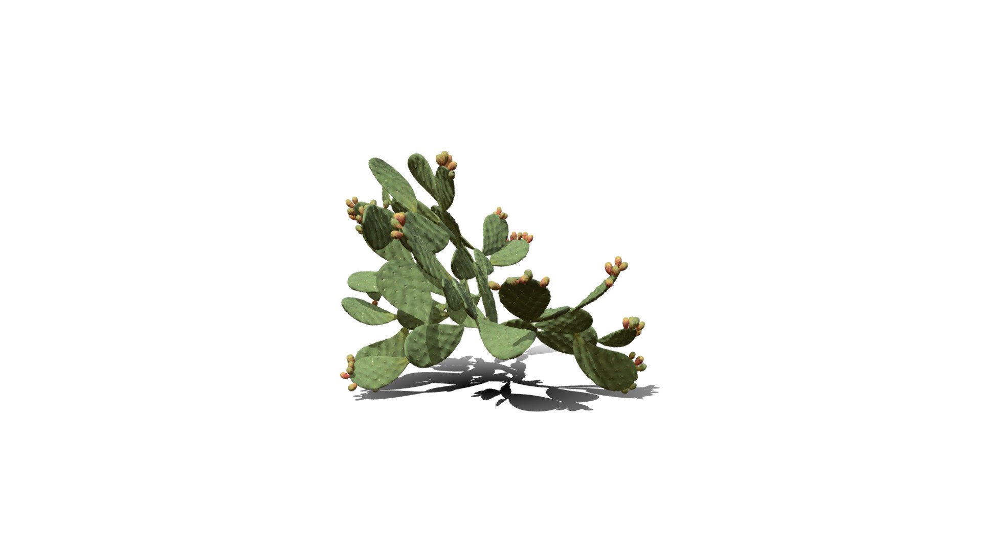 Realistic HD Barbary fig (52/54) — Sketchfab embed 3D viewer