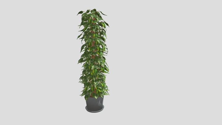Philodendron Scandens Brasil 3D Model
