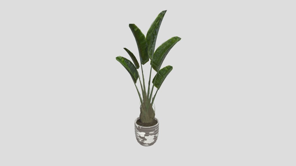 Plant