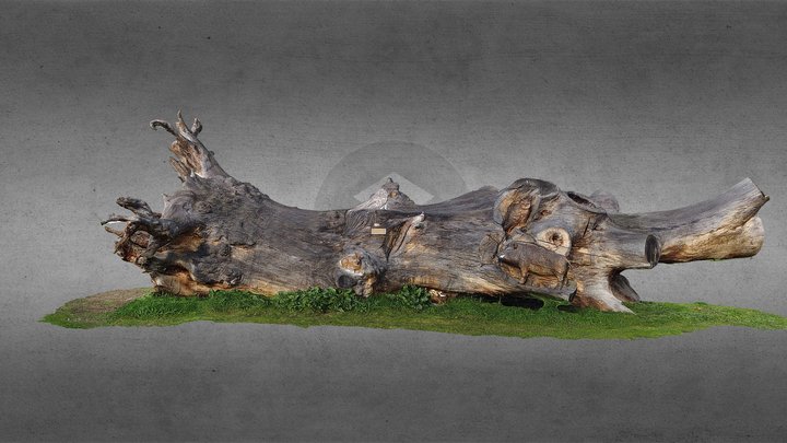 Old tree trunk photoscan 3D Model