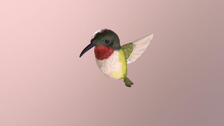 Hummingbird 3D Model
