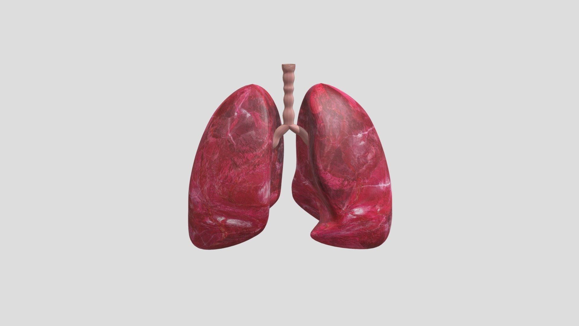 Respiratory System - Download Free 3D model by Vikrama Raghuraman ...