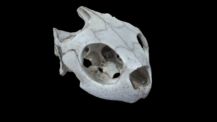 Turtle Skull 3D Model