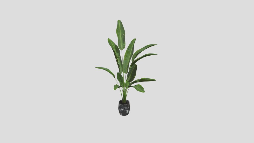 Tropical Grace In Marble Pot