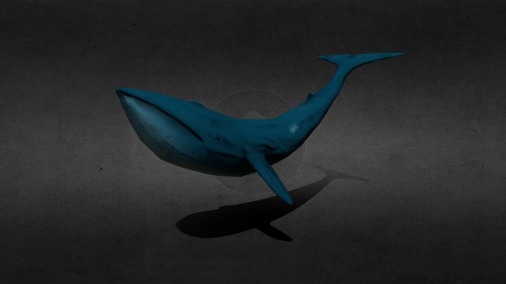 Blue whale Low 3D Model
