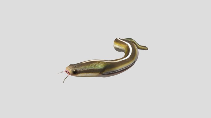 babyloach 3D Model