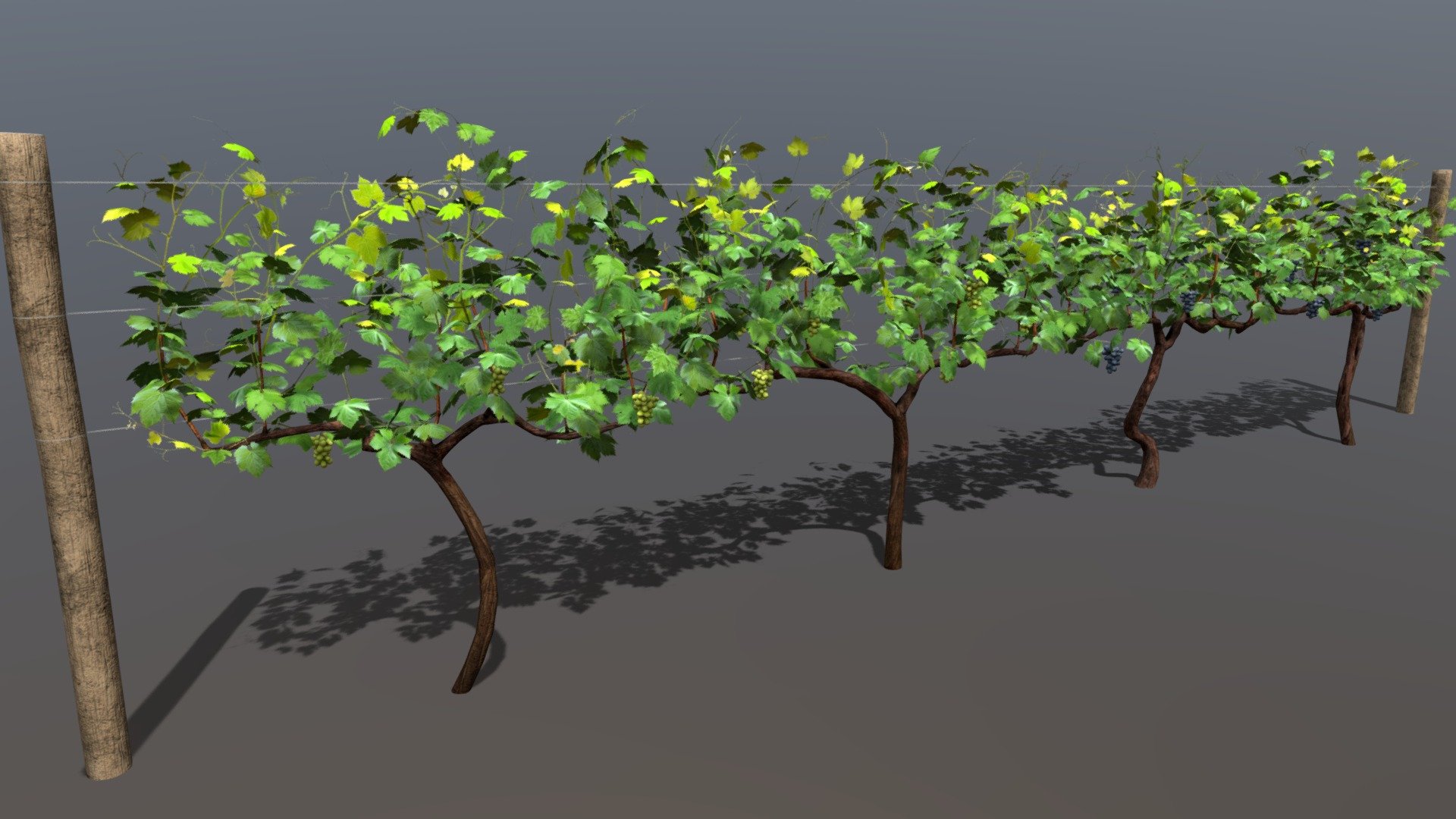 Vineyard Buy Royalty Free 3D model by Buncic [a7b3cf4] Sketchfab Store