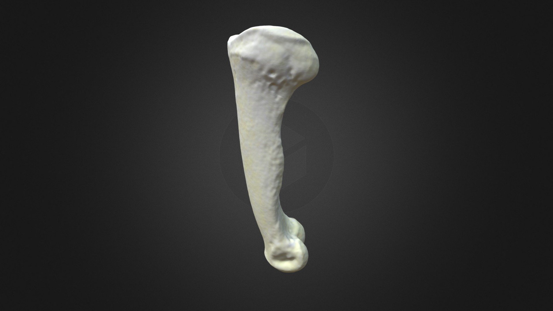 G. g. gorilla, prox. phalanx 2 (right hindlimb)