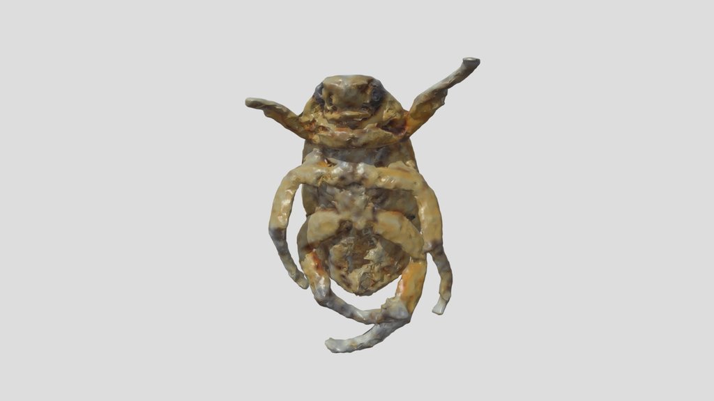 03_ Amphimallon_solstitiale_ NeRF