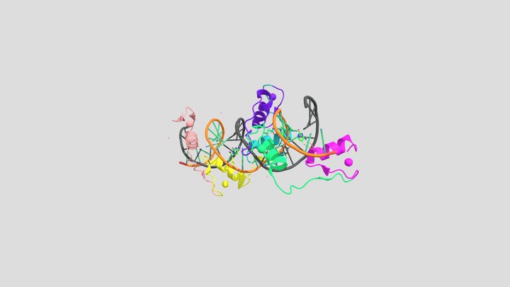 CTCF Complex: Structure and Function 3D Model